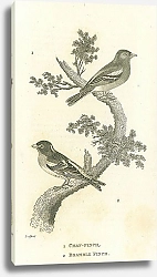 Постер Chaf Finch, Bramble Finch 1