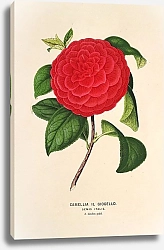 Постер Лемер Шарль Camellia Il Giogello
