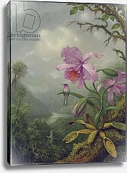 Постер Хид Мартин Hummingbird Perched on an Orchid Plant, 1901