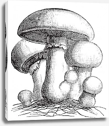 Постер Agaricus campestris or meadow mushroom engraving
