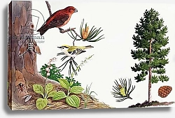 Постер Ригналл Джон (дет) The pine tree and its inhabitants