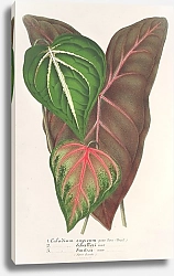 Постер Лемер Шарль Caladium variétés