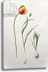 Постер Хорден Иона (совр) Parrot Tulip, 1995