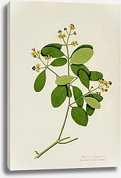 Постер Неизвестен Avicennia officinalis