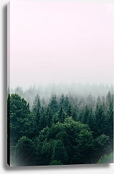 Постер Зеленый хвойный лес в тумане