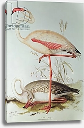 Постер Лир Эдвард Flamingo 2