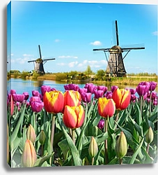 Постер Голландия. Поля тюльпанов с мельницами №6