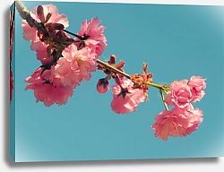 Постер Ветвь цветущей вишни