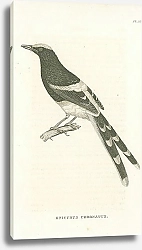 Постер Enicurus Coronatus 1