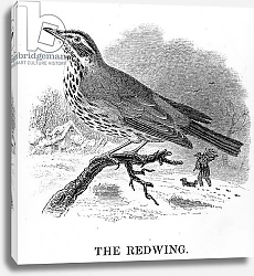 Постер Ярелл Уильям (птицы) The Redwing, illustration from 'A History of British Birds' by William Yarrell, first published 1843