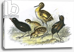 Постер Школа: Английская 20в. Curlew, Land Rail, Partridge and Moor Hen