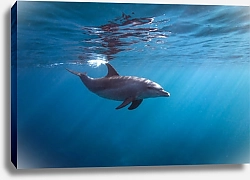 Постер Дельфин под водой