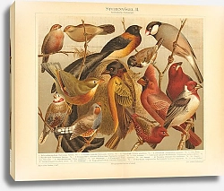 Постер Птицы