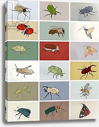 Постер Саутвуд Элайза (совр) Insects 1