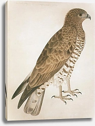 Постер Short-toed Eagle 1