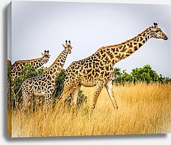 Постер Три жирафа в высокой сухой траве
