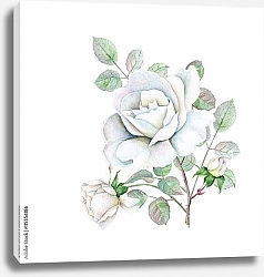 Постер Нежные белые розы на белом
