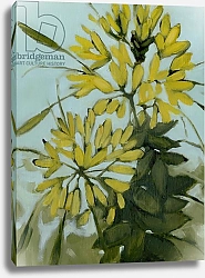 Постер Мур Меган (совр) Yellow Cleome