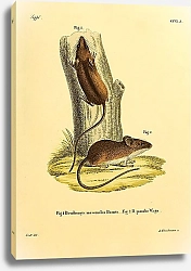 Постер Мышь Dendromys mesomelas Brants