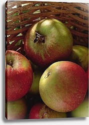 Постер Холландс Норман (совр) Cox's apples in basket, 1994