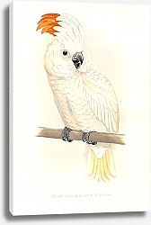 Постер Great Salmon-Crested Cockatoo