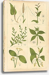 Постер Botanical Magazine #51