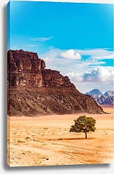 Постер Зеленое дерево в пустыне Вади Рам в Иордании