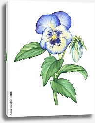 Постер Синий цветок анютиных глазок