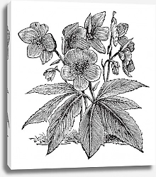 Постер Black Hellebore or Christmas Rose or Helleborus niger, vintage engraving