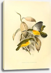 Постер Arachothera Flammifera