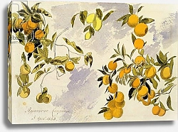 Постер Лир Эдвард Orange Trees, 1863