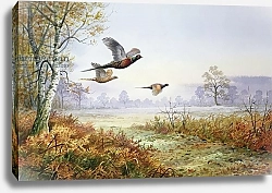 Постер Даннер Карл (совр) Pheasants in Flight 1