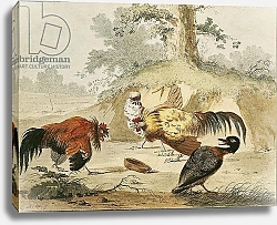 Постер Хондекутер Мелхиор Cocks Fighting