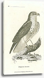 Постер French Eagle 1