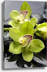Постер Орхидеи 9