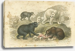 Постер Гризли, Европейский бурый медведь, Американский черный медведь, Белый медведь 1