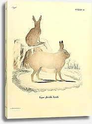 Постер Гренландский заяц