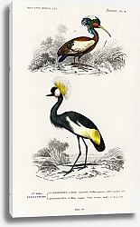 Постер Венценосный журавль и Чубатый ибис