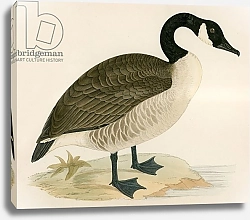 Постер Моррис (акв, птицы) Canada Goose
