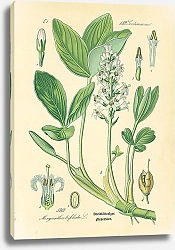 Постер Gentianaceae, Menyanthes trifoliata