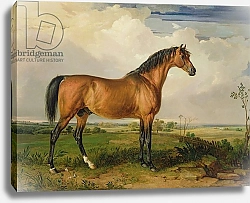 Постер Уорд Артур Eagle, a Celebrated Stallion