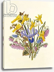 Постер Ходжсон Урсула (совр) Snowdrop, Narcissus Cyclamineus, Iris Reticulata and Grape Hyacinth