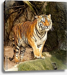 Постер Бенгальский тигр