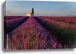 Постер Белый дом в поле лаванды на плато Валенсоль, Прованс, Франция