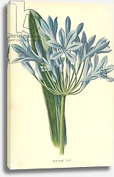 Постер Хулм Фредерик (бот) African Lily