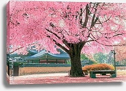 Постер Розовое дерево, Япония