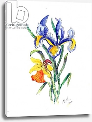 Постер Хилл Нейл Blue Iris and Daffodil, 2002