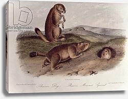 Постер Ауборн Джеймс (птицы) Prairie Dog from 'Quadrupeds of North America', 1842-5,