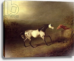 Постер Гилпин Соури (лошади) The Grey Arab