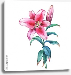 Постер Веточка розовой лилии с цветком и бутоном